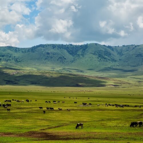 3 Days Ngorongoro Crater Tanzania Safari