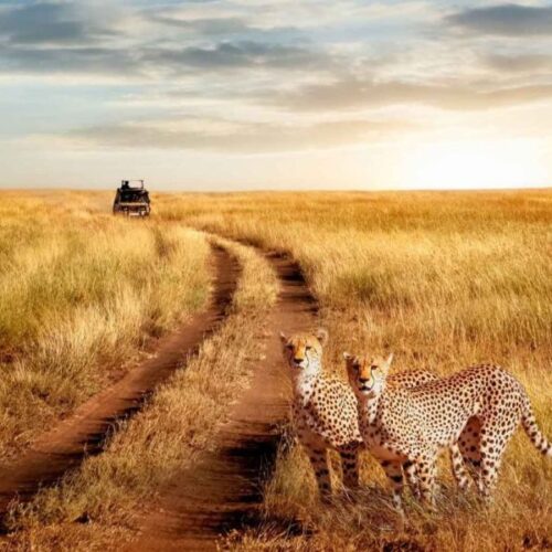 4 Days Serengeti National Park & Ngorongoro Safari