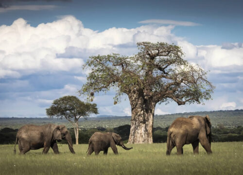 3 Days Tarangire National Park & Ngorongoro Safari