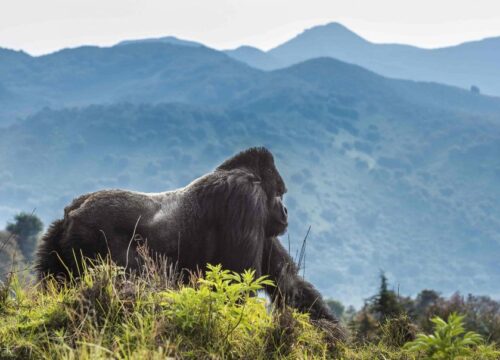 3 Days Rwanda Primates Safari in Volcanoes National Park