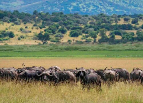 5 Days Rwanda Gorilla Trekking & Akagera Safari Adventure