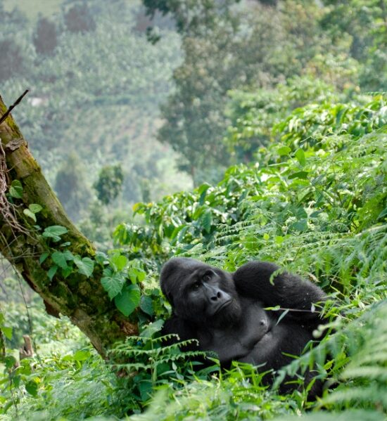 The Wildest Places on Earth: Untamed Adventures Across East Africa