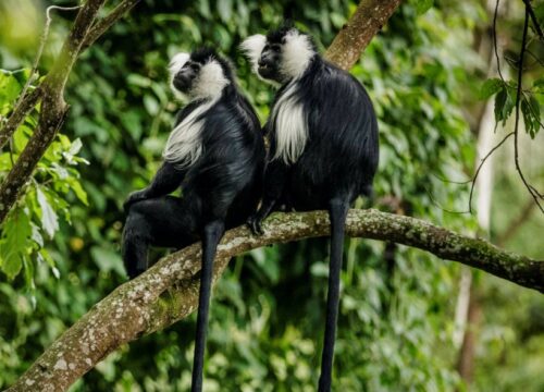 7 Days Rwanda Gorilla Tracking & Wildlife Safari