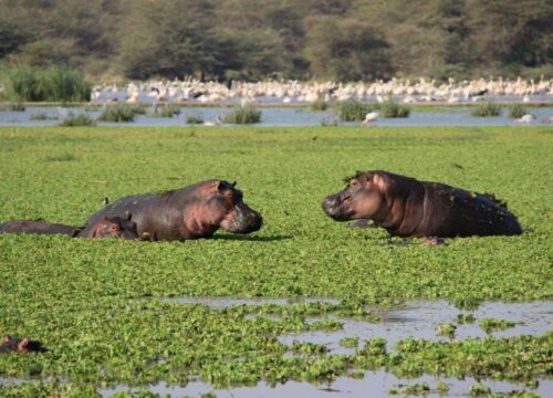 6 Days Manyara, Serengeti, Ngorongoro & Tarangire Safari
