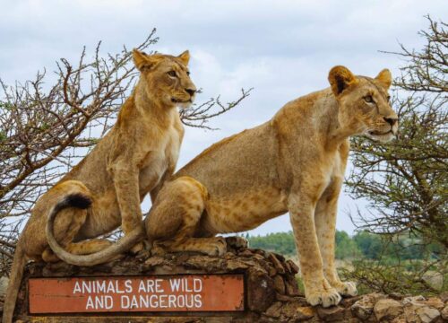 1-Day Nairobi Wildlife & Conservation Experience