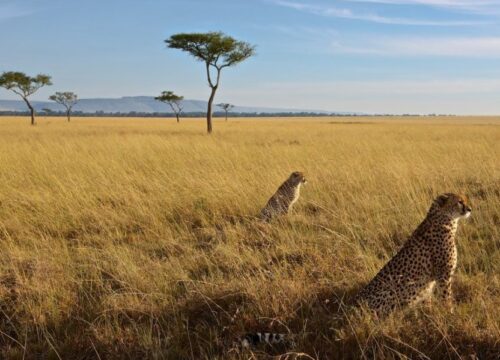 3 Days Masai Mara Group Joining Budget Kenya Safari
